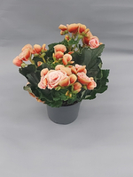 Бегония Борис 13/30