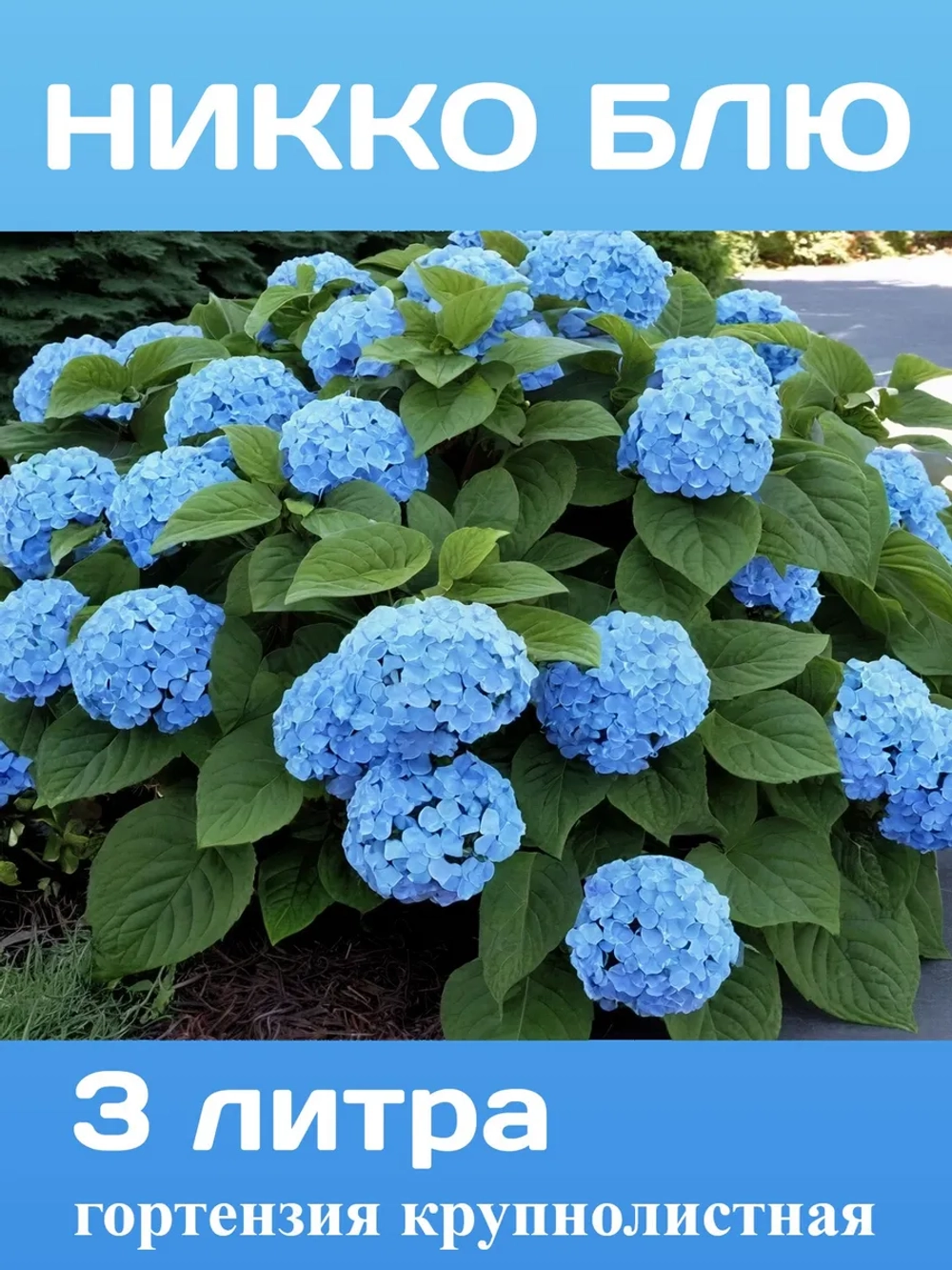 Никко Блю гортензия крупнолистная