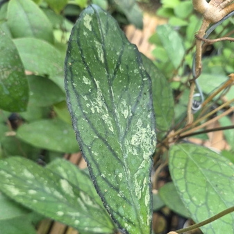 Индонезийские хойи Tanggamus