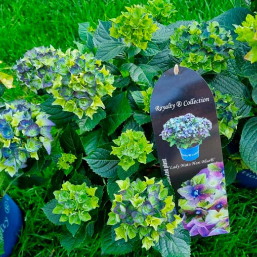 Гортензия крупнолистная королевская коллекция Леди Мата Хари Блю С2 Закупка М31 апрель 2026