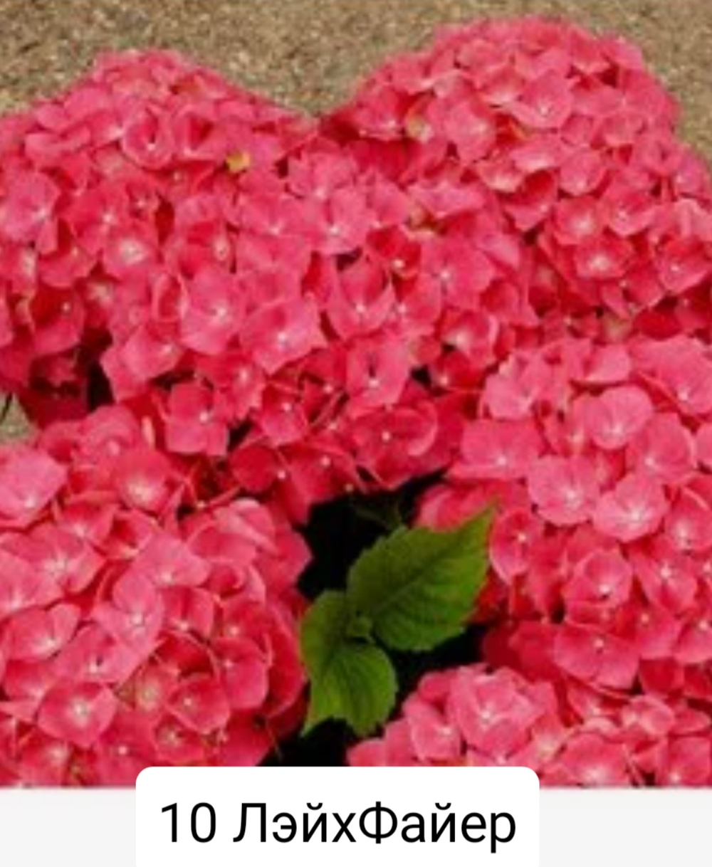 Leuchtfeuer/ Лейхфайер(Стандарт поставки Р9)2025г.