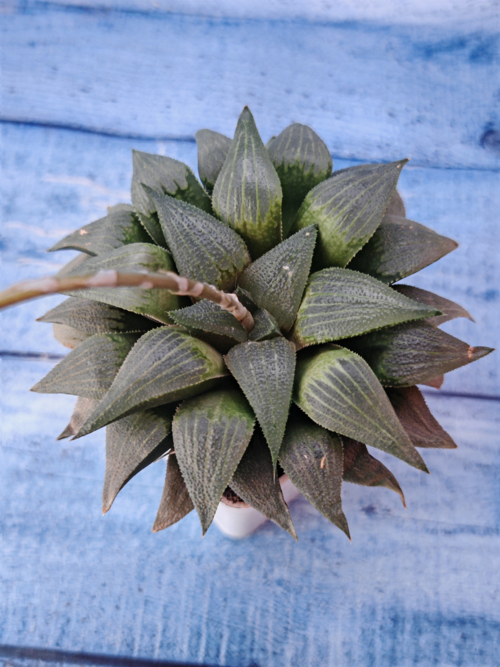 Haworthia Comptoniana hybrid (Хавортия)