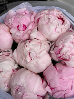 Букет 9шт розовых пионов