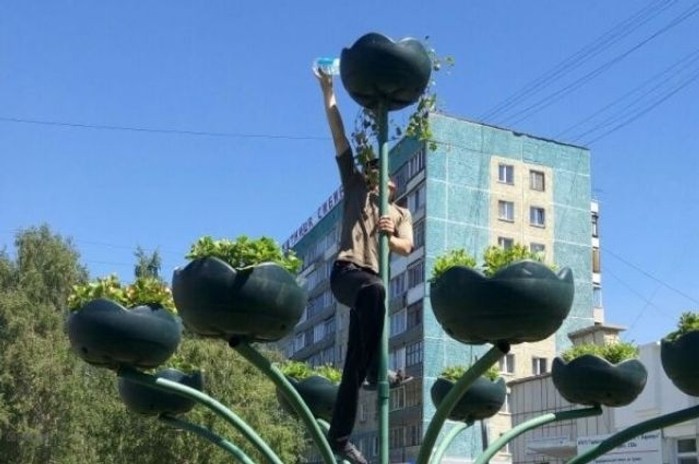 Цветник Фиалка