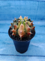 Gymnocalycium Variegata (Гимнокалициум Вариегатный)