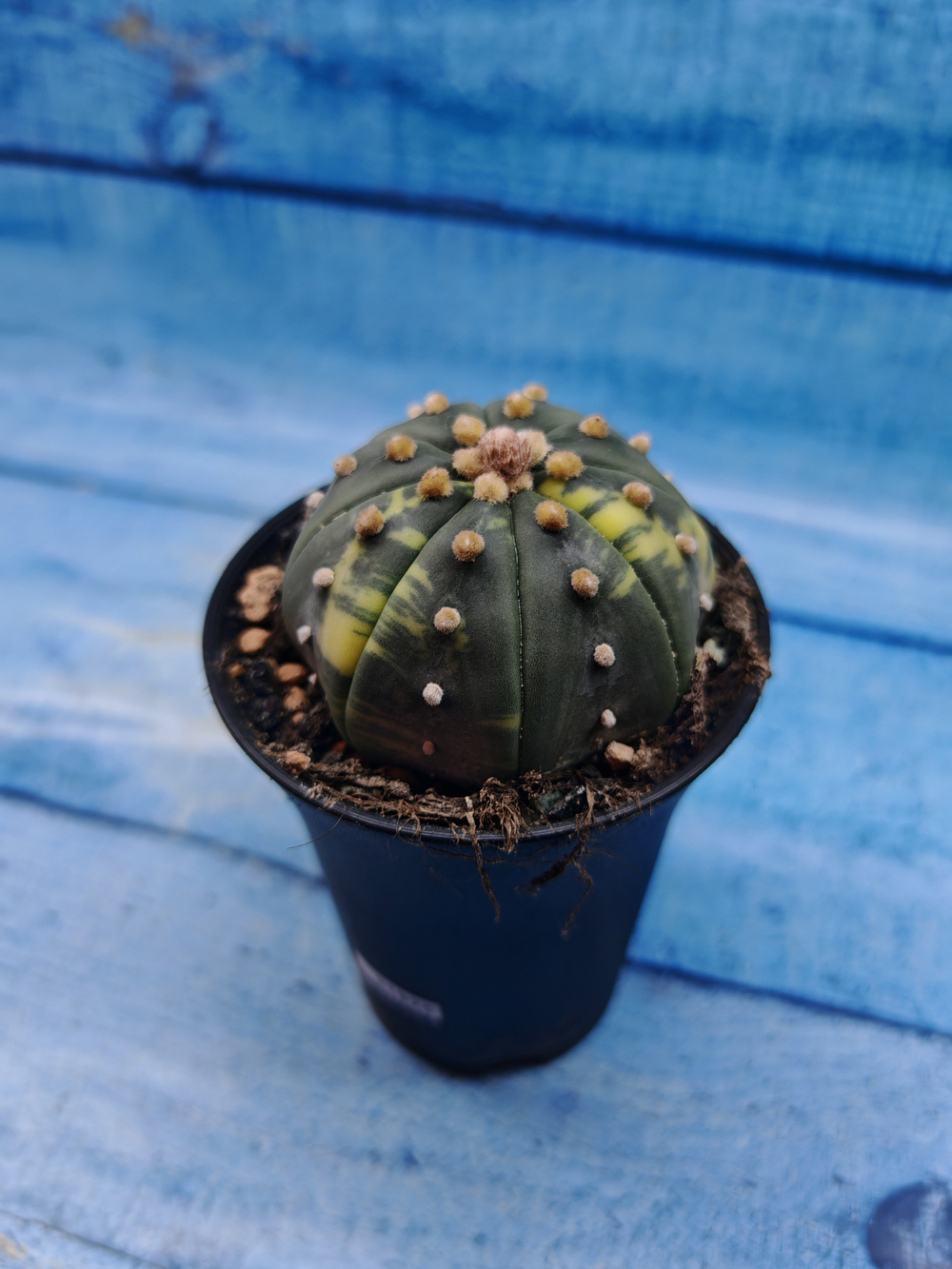 Astrophytum Asterias variagate (Астрофитум)