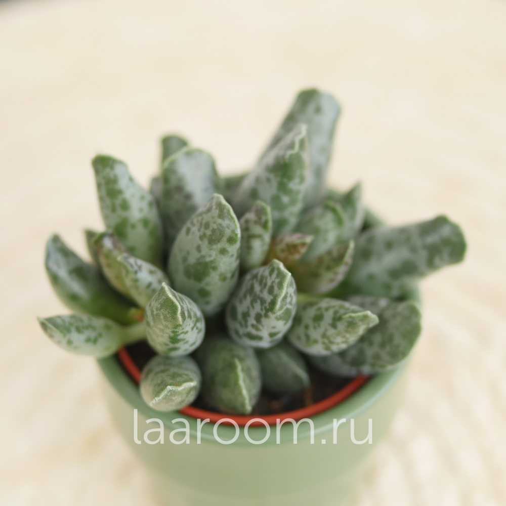 Адромискус Фестивус