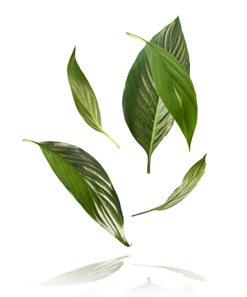 Дизайнерские №368 Фотообои и Фрески