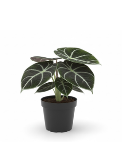 Алоказия Black Swan д.10