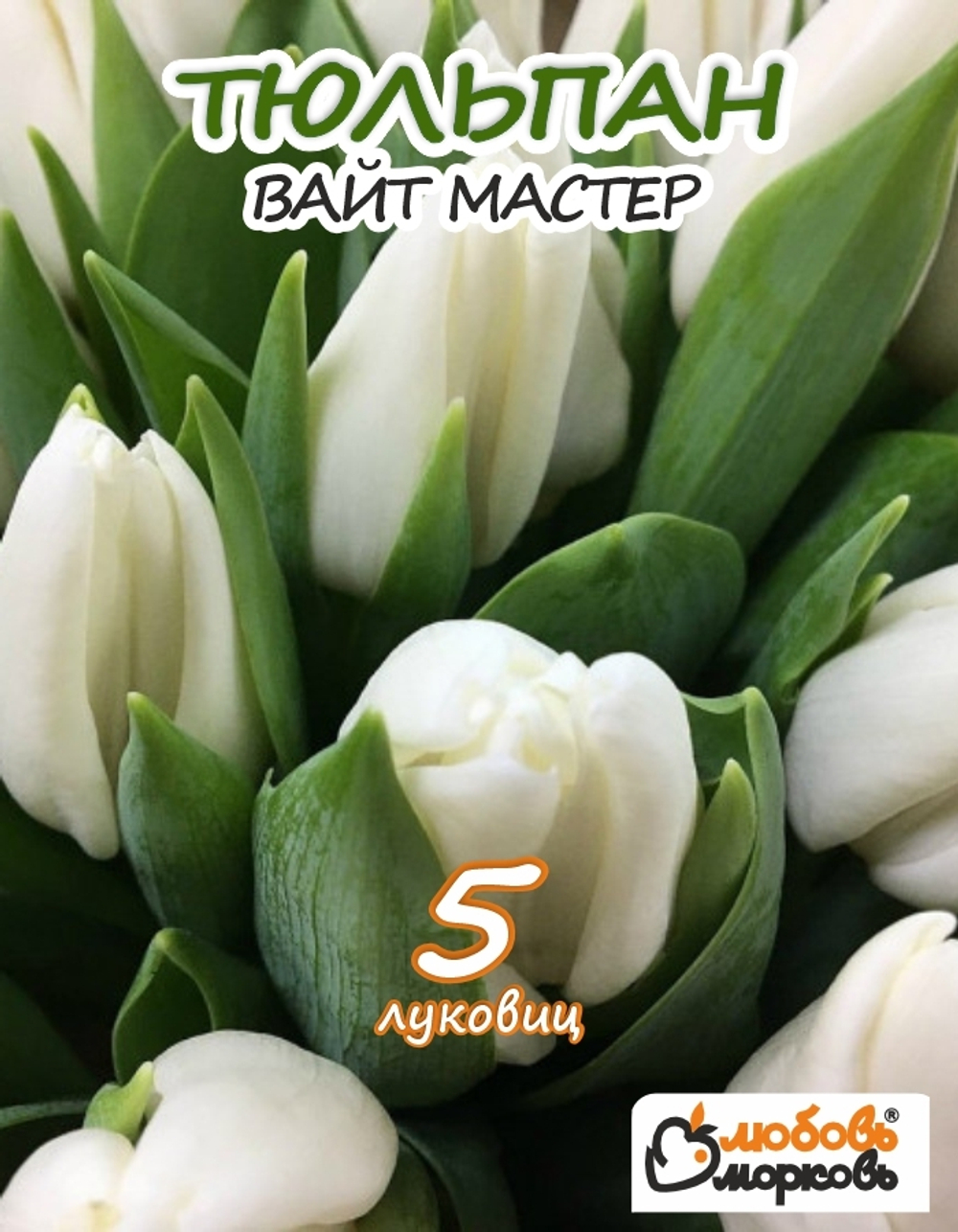 тюльпан вайтмастер 5 луковиц