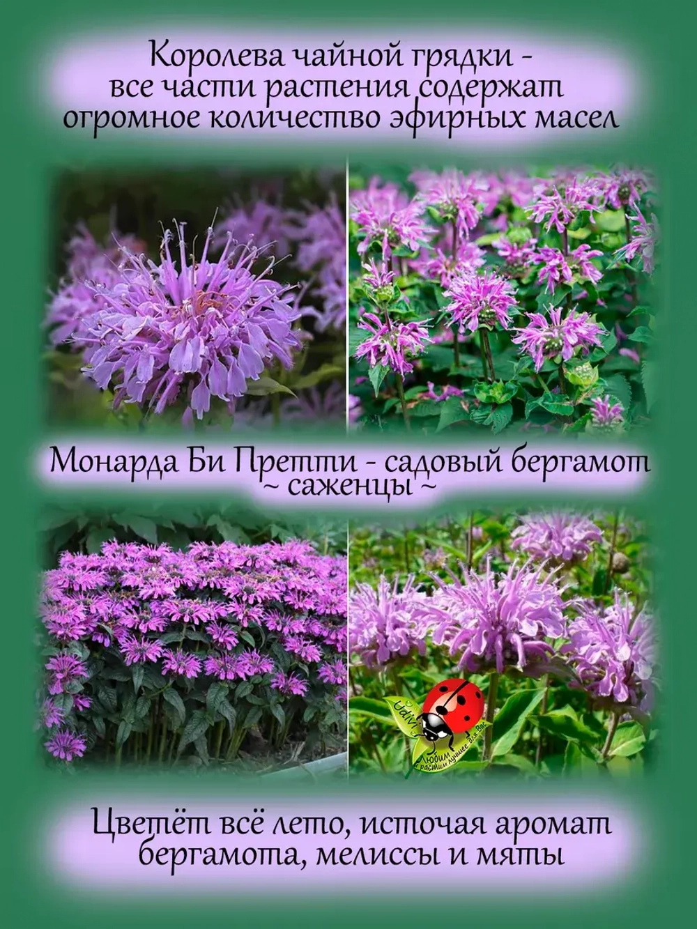 Монарда Би Претти бергамот американская мелисса