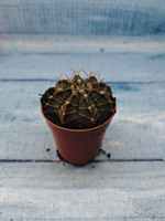 Gymnocalycium Friedrichii (Гимнокалициум)