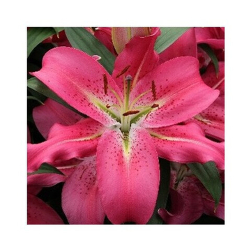 Лилия Крэйтер