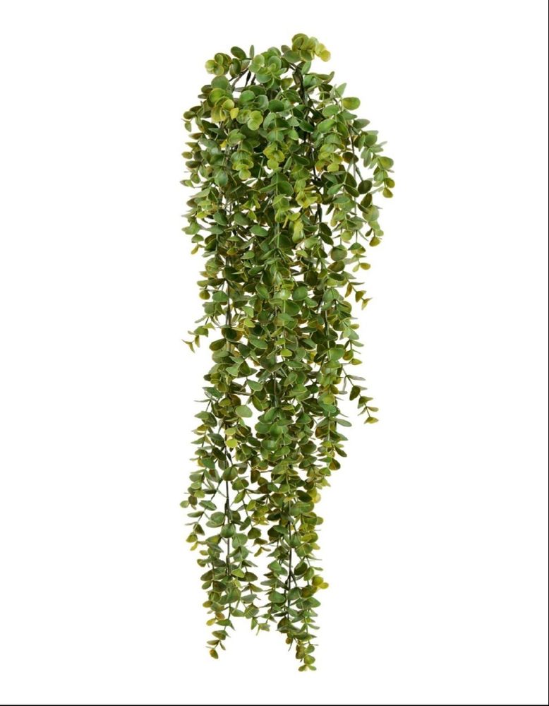 Эвкалипт зеленый большой куст ампельный, в-65 см