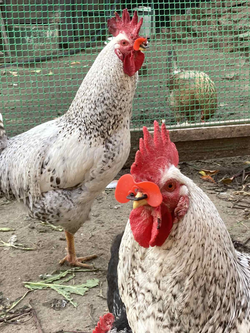 Очки для фазанов и кур мягкие, 70х45 мм