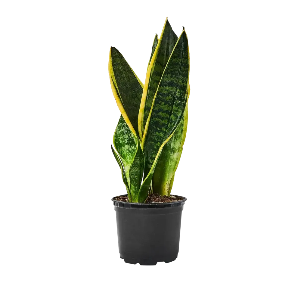 Сансевиерия