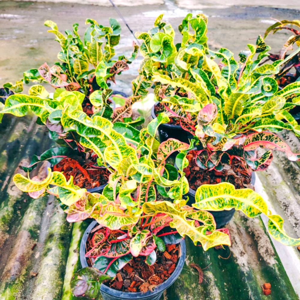 Кротон PT50 LITTLE MERMAID