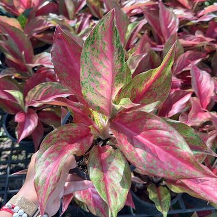 Аглаонема RED MOON