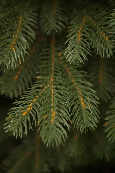 Искусственная елка Швейцарская, 155 см., 100% литая хвоя, Black Box (74535)