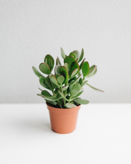 Толстянка Овата