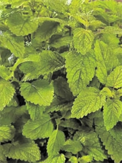 Семена Мелисса Лимонный Аромат