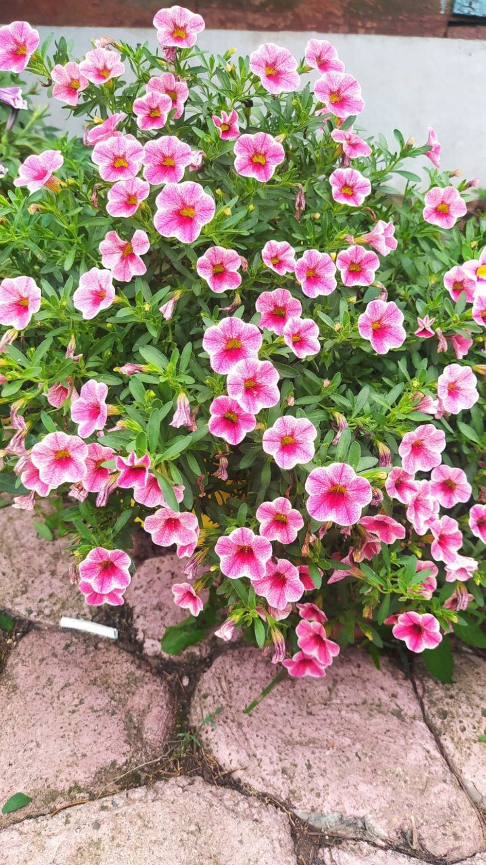 К4 Калибрахоа Colibri Cherry Lace