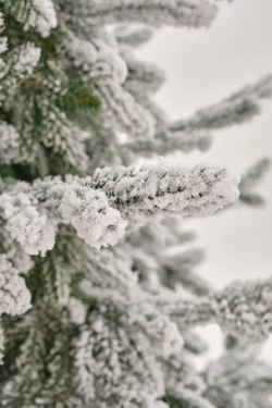 Ель искусственная Царь Елка Раскидистая Премиум заснеженная РДП/ЗСНЖ-180