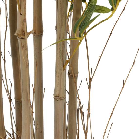 Бамбук высота 210 см, кустистый