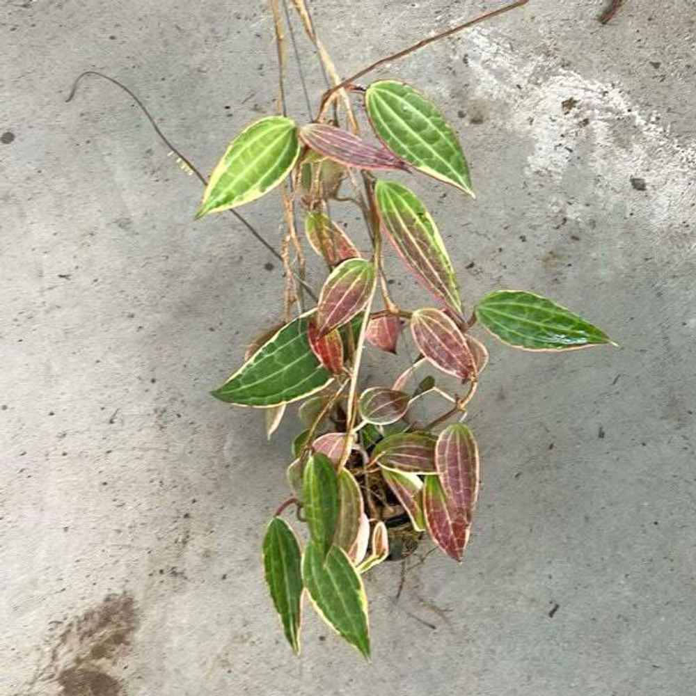 Хойя MACROPHYLLA ALBOMARGINATA