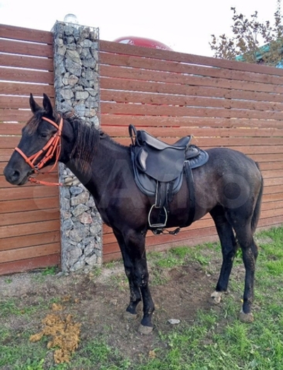 Седло охотника с потником