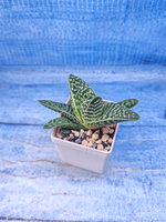 Gasteraloe Aveo (Гастерлоэ)