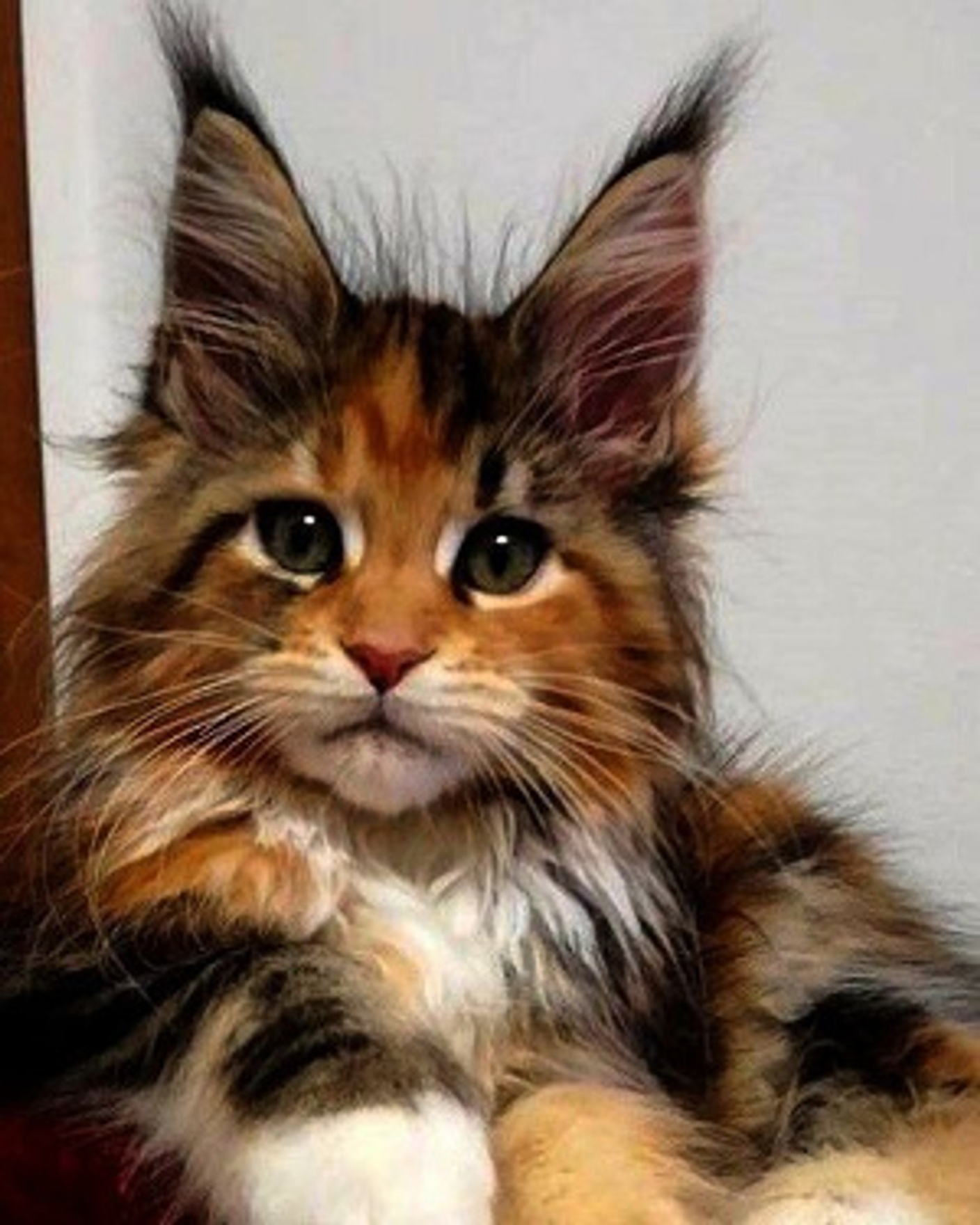 У КОШЕК ПРАЗДНИК!