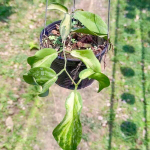 Хойя KENEJIANA VAR INSIDE