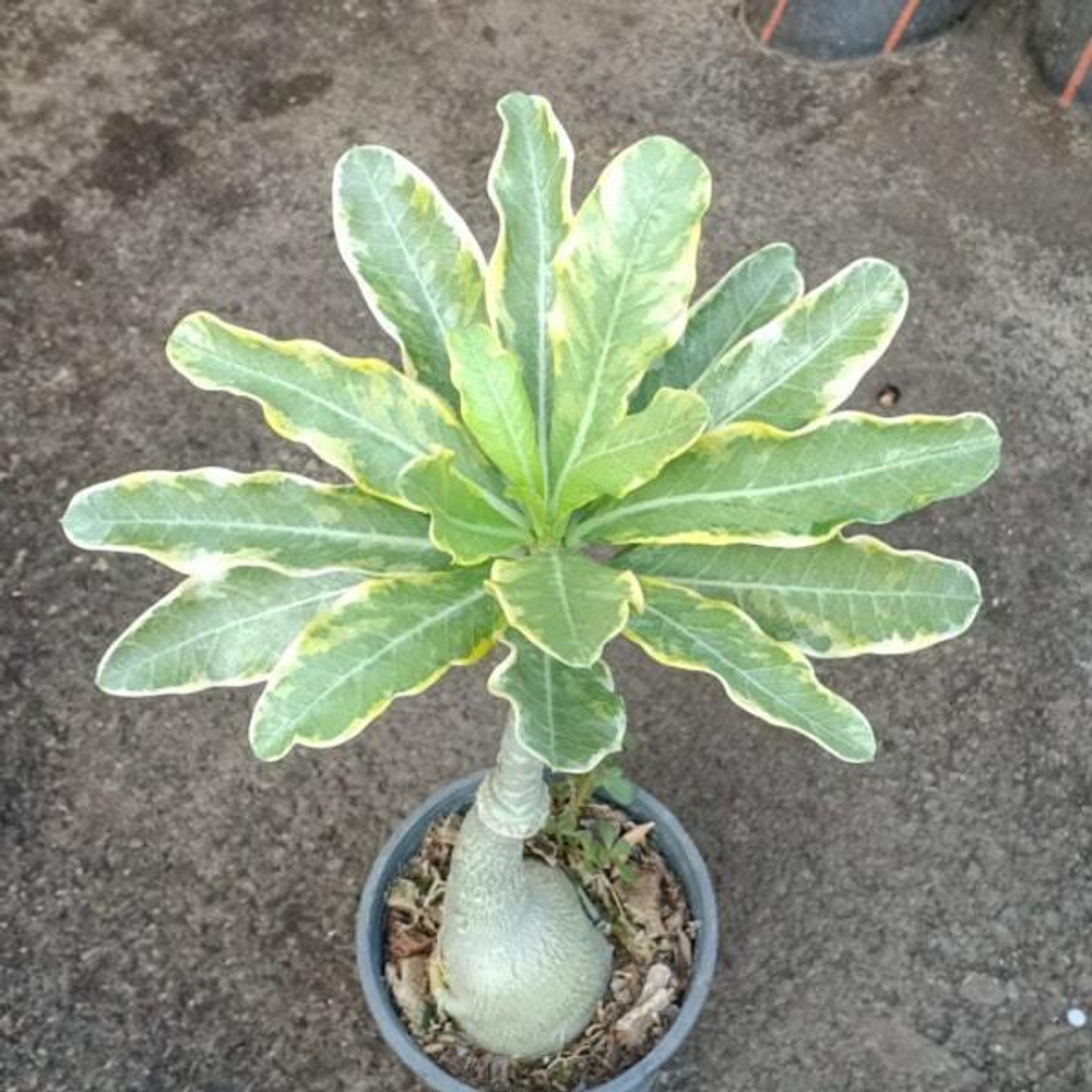 Адениум обесум 143 Lá Viền Trắng