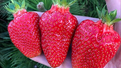 Земляника крупноплодная Гармония, ремонтантная