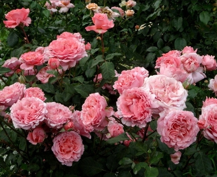 Роза Лоран Каброль