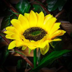 USL-S-814-PT700 SUNFLOWER Садовый светильник на солнечной батарее Подсолнух. 8 светодиодов. Теплый белый свет. 1xАА Ni-Mh аккумулятор в-к. IP44. TM Uniel