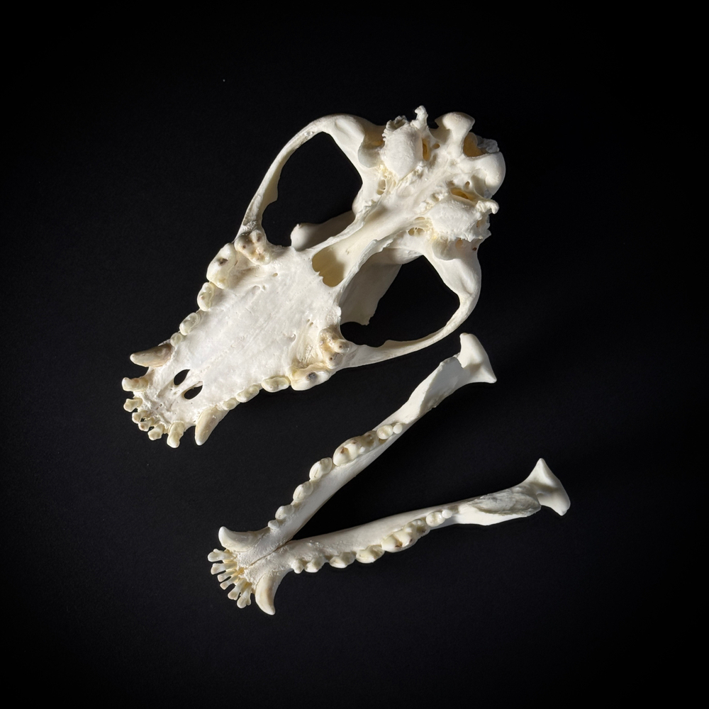 Череп собаки