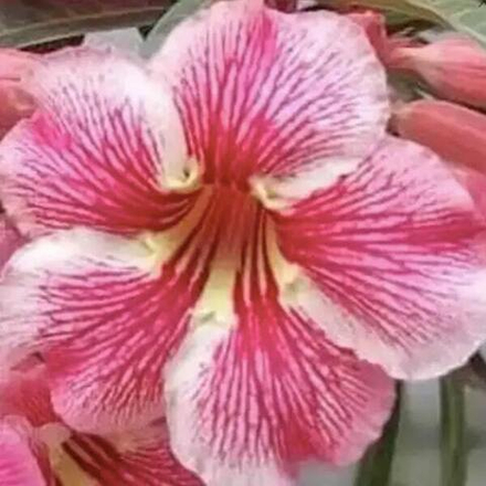 Адениум обесум 144