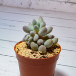 Pachyphytum Baby Finger (Пахифитум)
