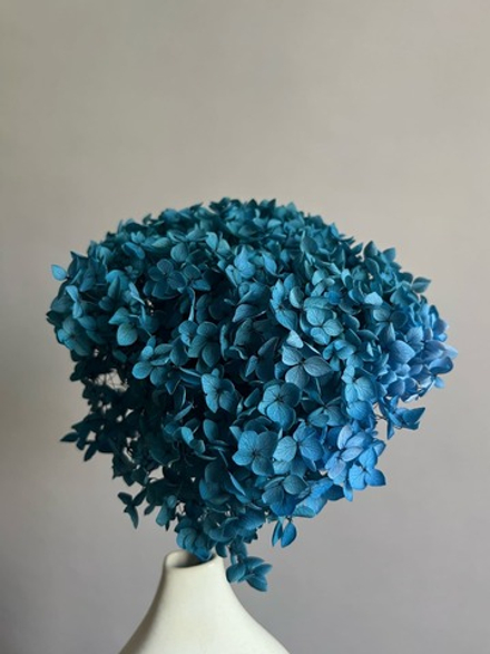 Гортензия стабилизированная синяя