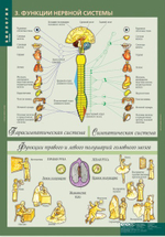 Комплект таблиц "Биология 8-9 кл. Человек" (12 таб.)