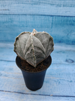 Astrophytum Myriostigma monstrosa (Астрофитум)