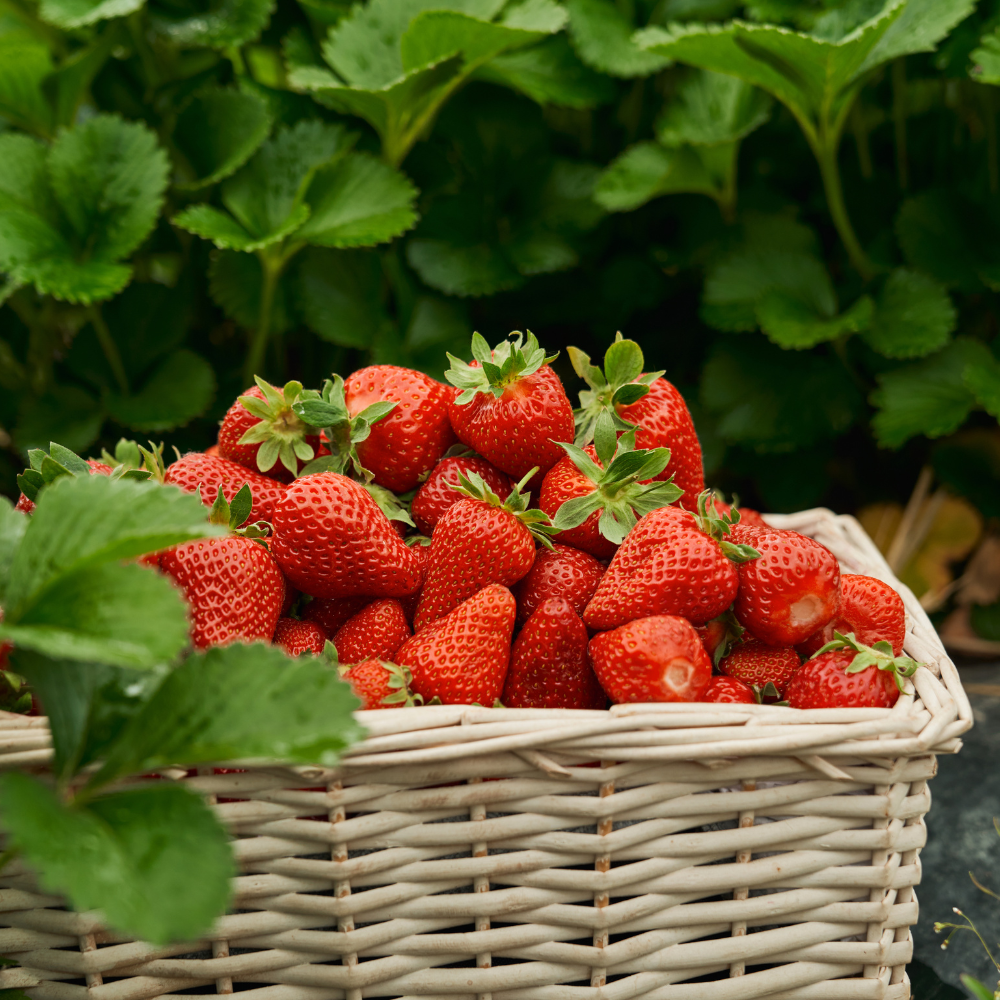 Клубничная Корзинка (Strawberry Basket)