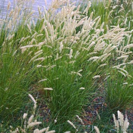 Перловник реснитчатый. Melica ciliata.