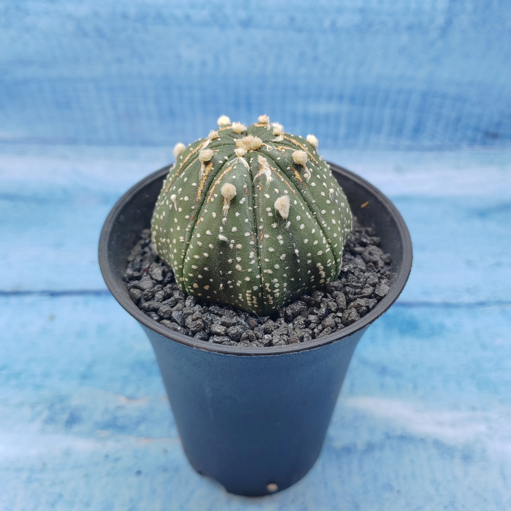 Astrophytum Asterias (Астрофитум)