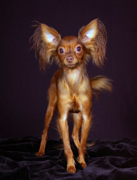 Русский той