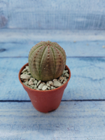 Euphoria Obesa (Эуфорбия)