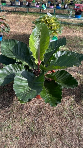 Второй небольшой новогодний розыгрыш призов для покупателей