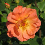 Роза плетистая Westerland